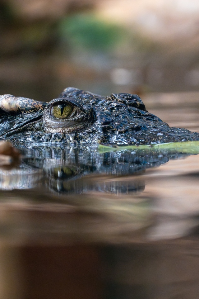 Крокодил прячется в воде