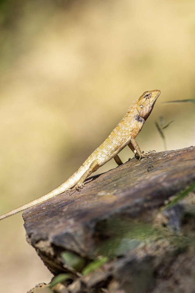 Садовая ящерица сидит на камне