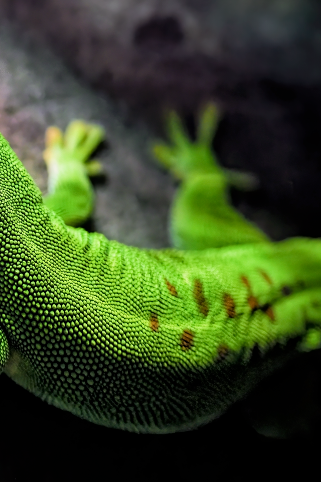 Зеленый мадагаскарский геккон на камне