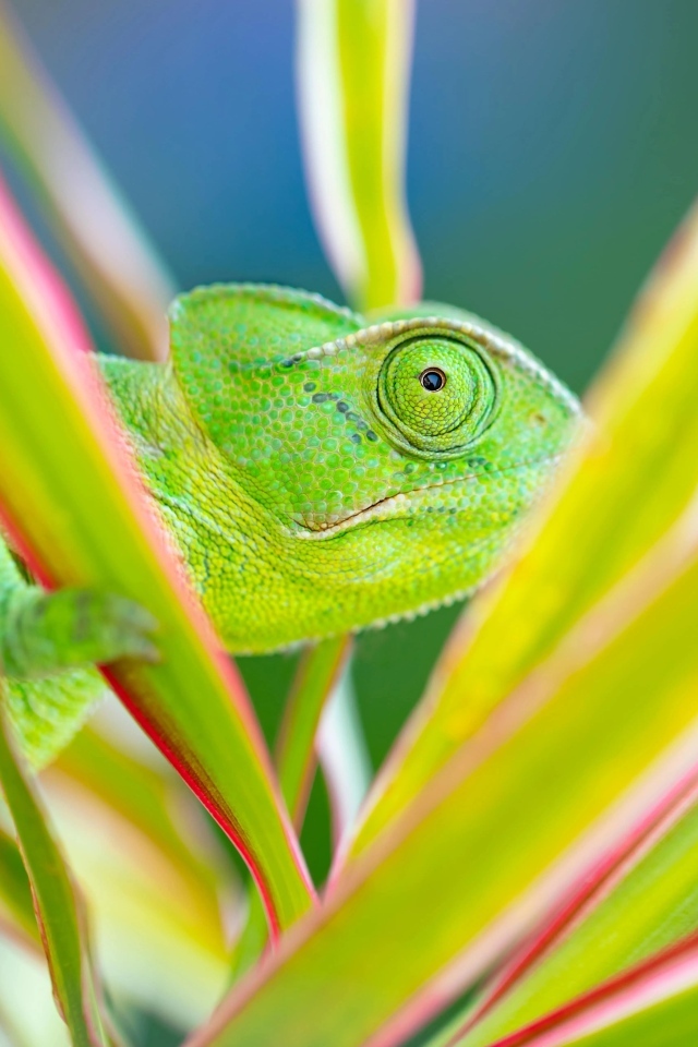 Зеленый хамелеон прячется в зеленых листьях