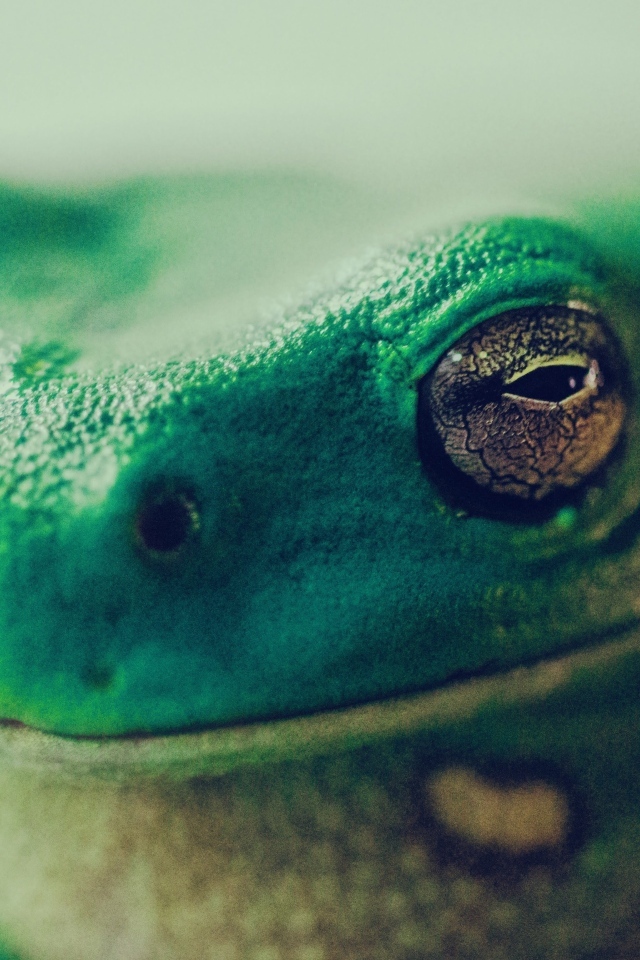 Голова зеленой лягушки крупным планом