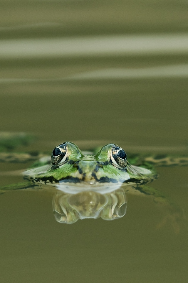 Зеленая лягушка прячется в воде