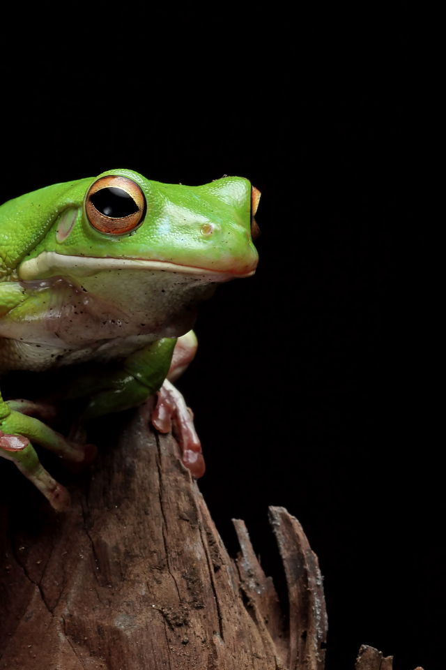 Зеленая лягушка сидит на сухой ветке 