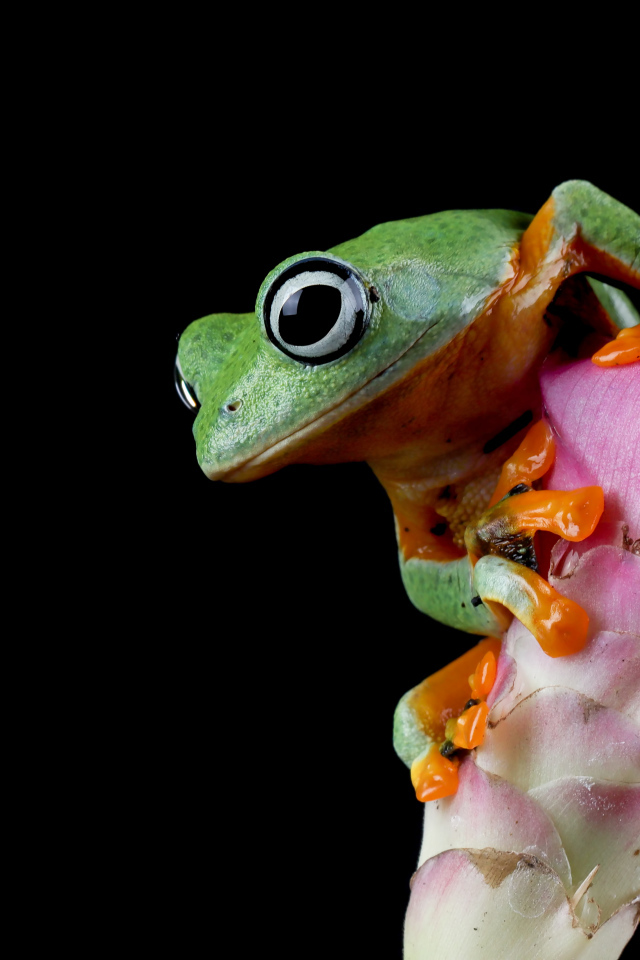 Зеленая лягушка сидит на розовом цветке на черном фоне