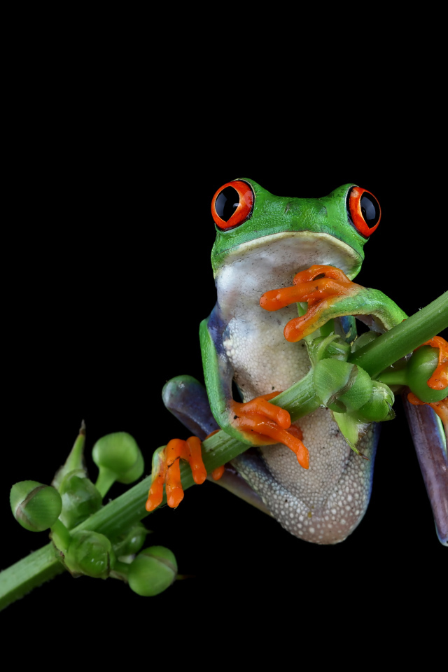 Зеленая лягушка с красными глазами висит на ветке