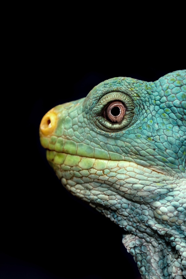 Голова зеленой игуаны на черном фоне