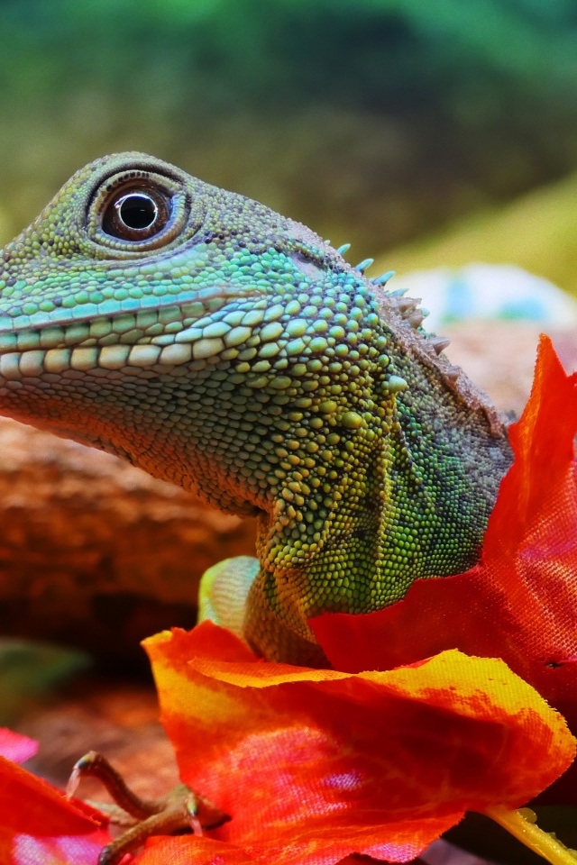 Зеленая ящерица в оранжевых листьях