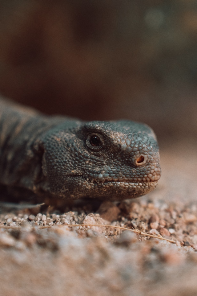 Дракон комодо на земле 