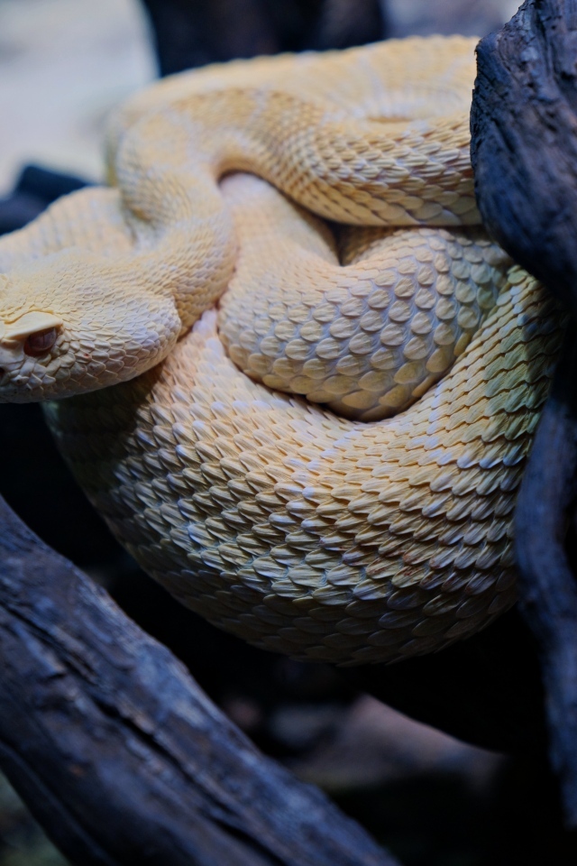 Большая западная гремучая змея в ветках