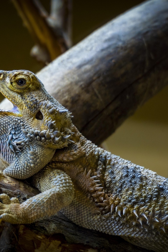 Большая агама на ветке с открытым ртом
