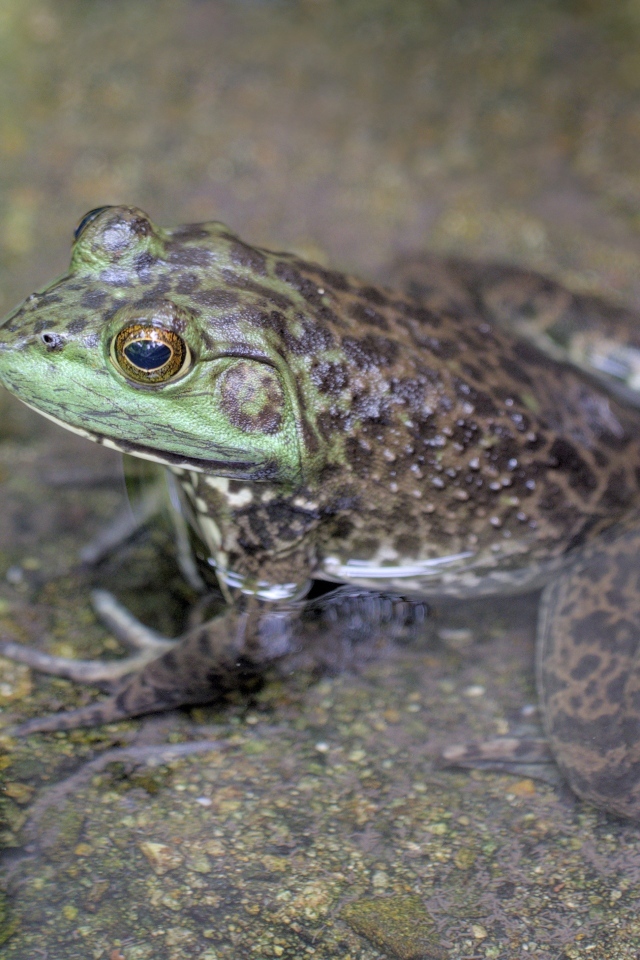 Большая серая жаба сидит в воде