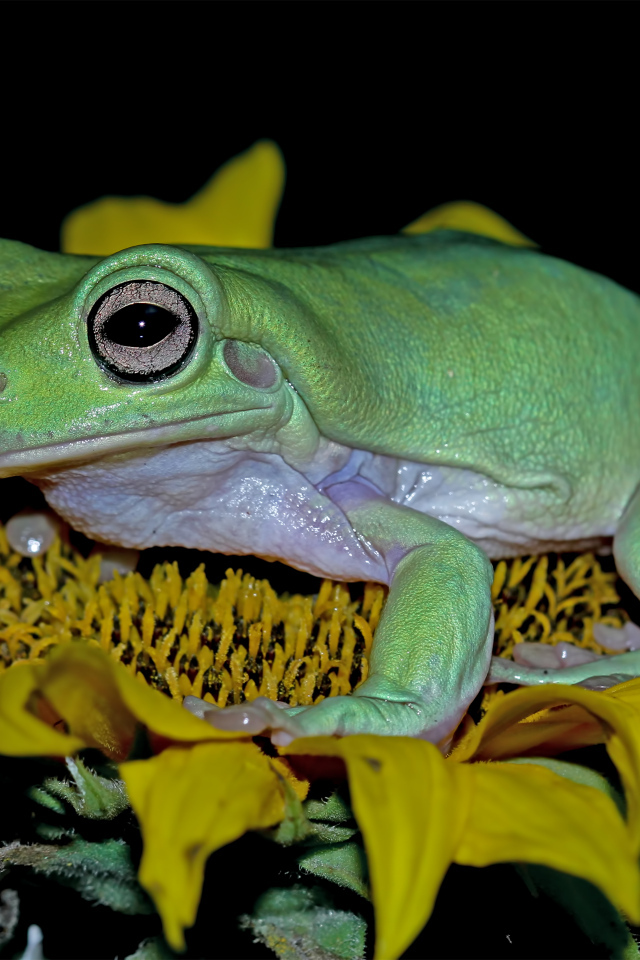 Большая зеленая лягушка на желтом цветке подсолнуха