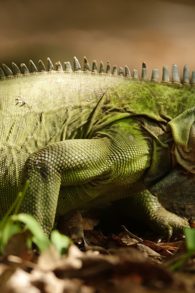Большая зеленая игуана на сухой листве