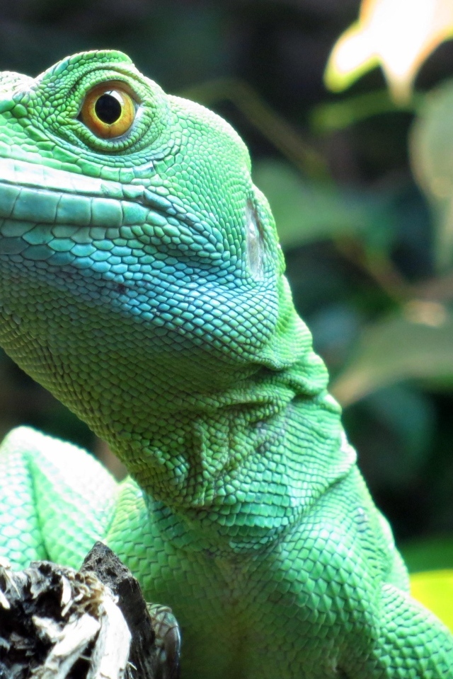 Большая зеленая ящерица в террариуме