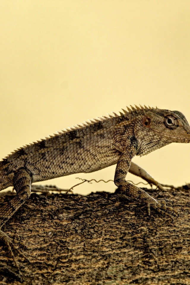 Большая серая ящерица на дереве