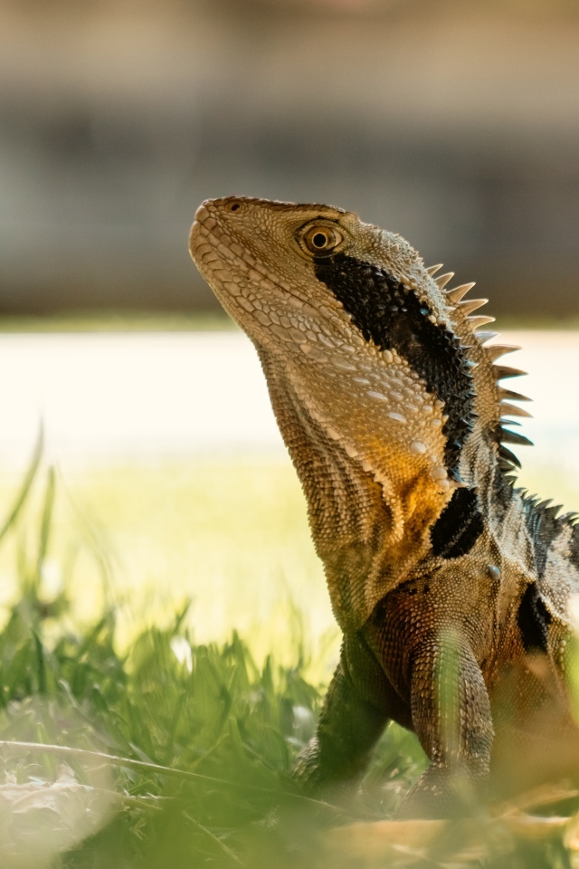 Большая игуана в зеленой траве 