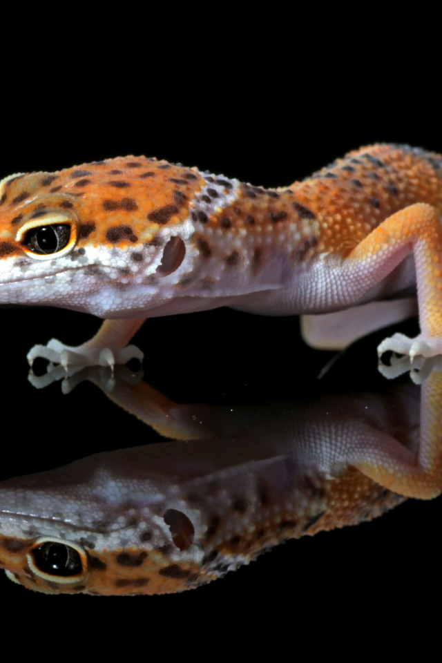 Леопардовый геккон крупным планом в отражении на черном фоне