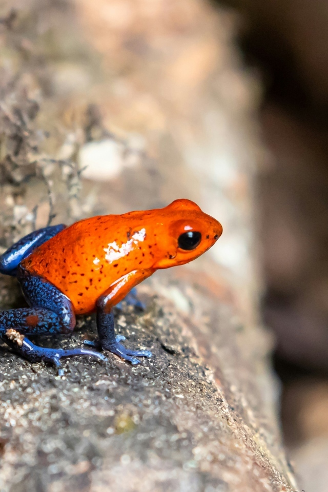 Красная лягушка с синими лапками  на камне