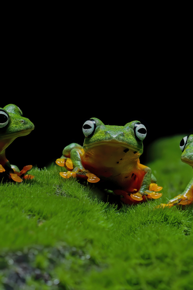 Три зеленые лягушки сидят на зеленом мху