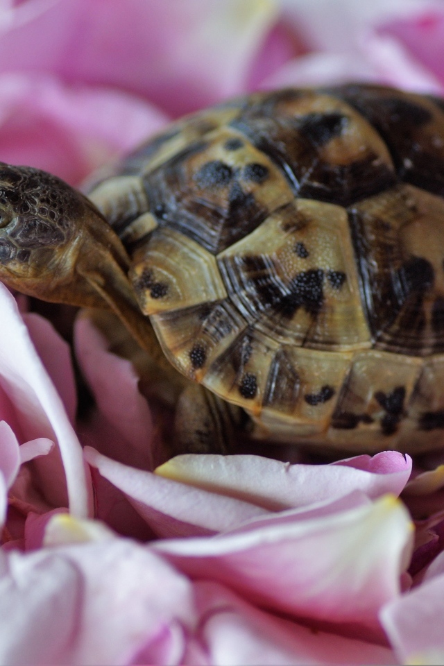 Черепаха с розовыми лепестками розы