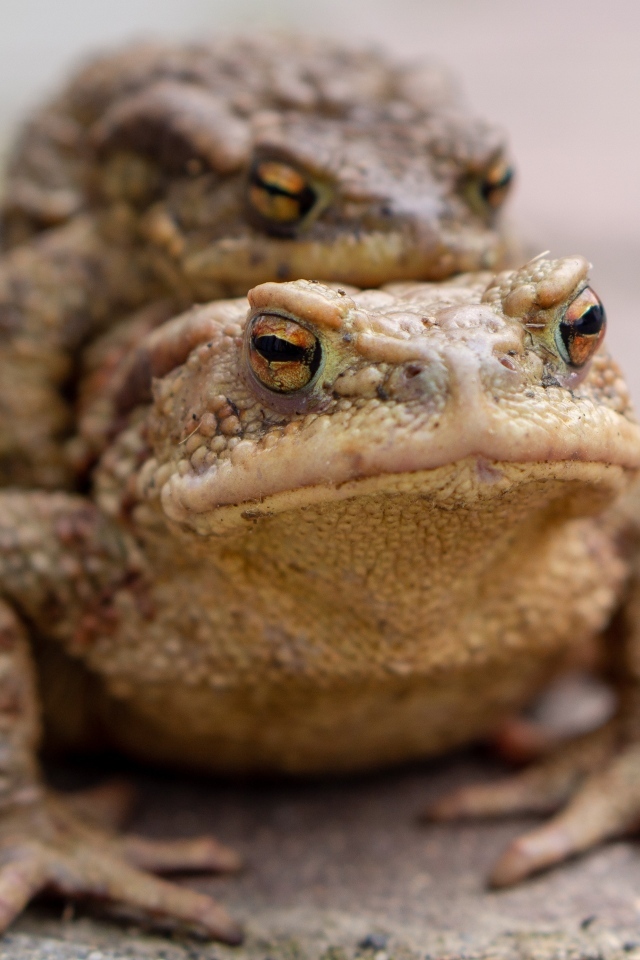 Две большие жабы крупным планом