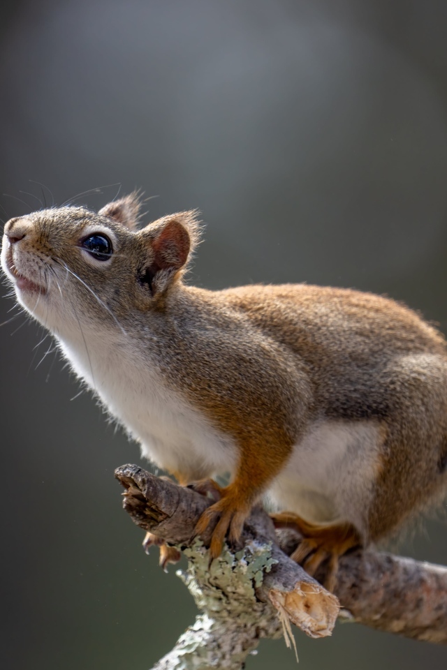 Любопытная белка сидит на ветке дерева