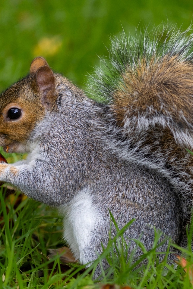 Пушистая серая белка с орехом в траве