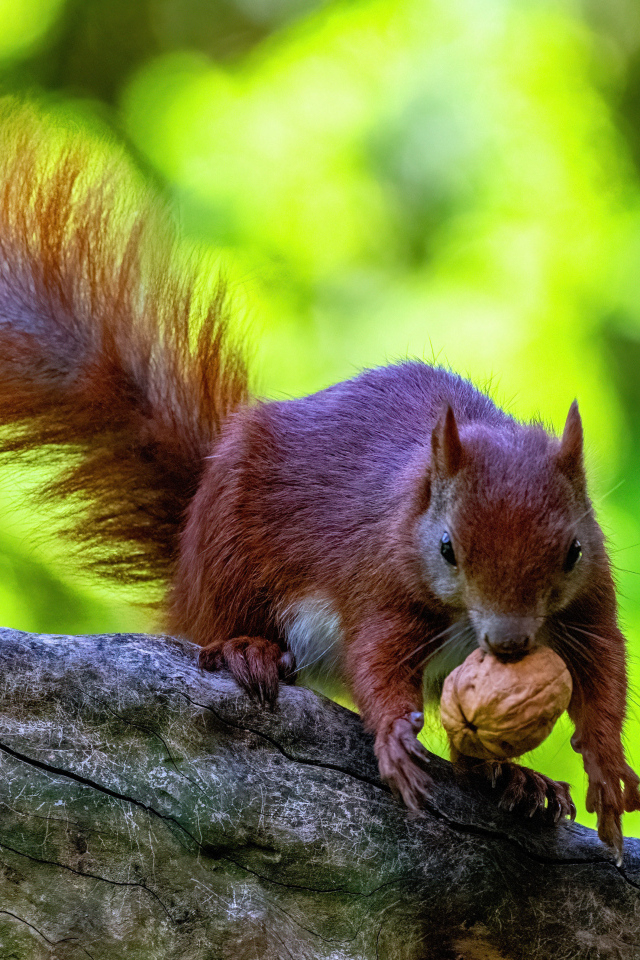 Пушистая рыжая белка с грецким орехом на ветке