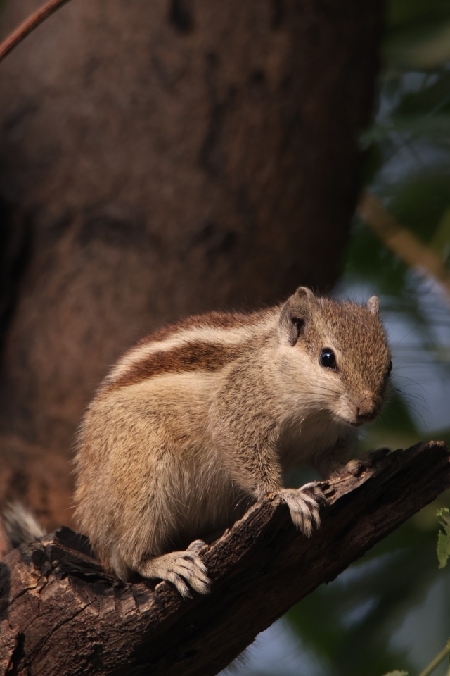 Маленький бурундук сидит на ветке