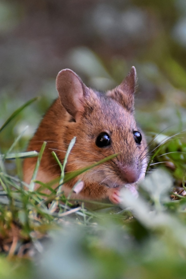 Маленькая мышь полевка сидит в траве