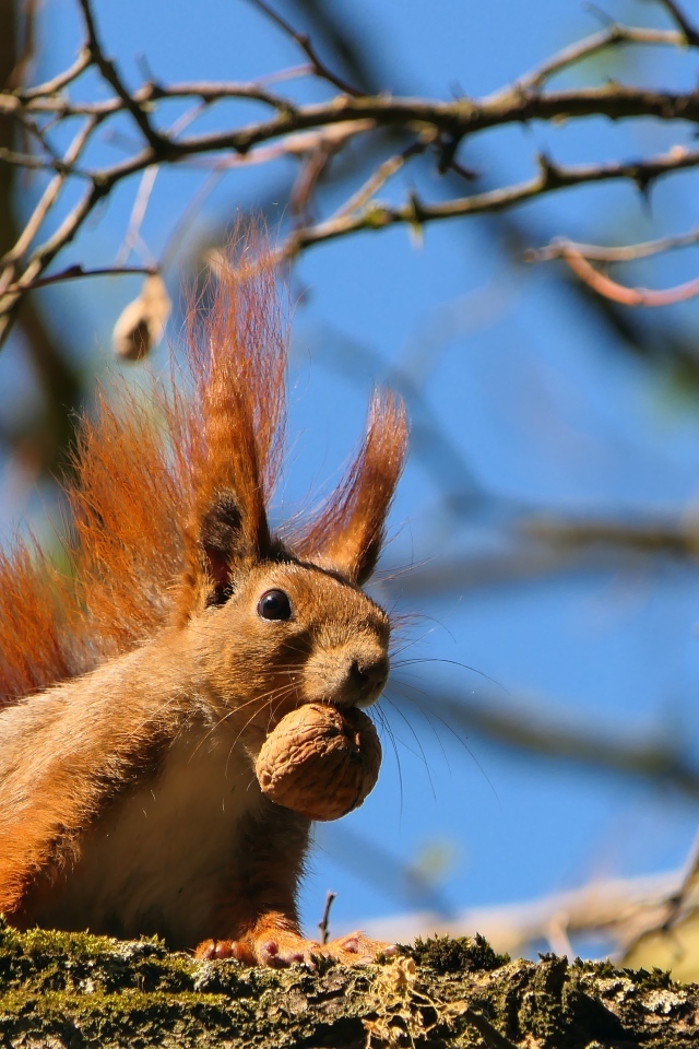 Рыжая белка с грецким орехом на ветке