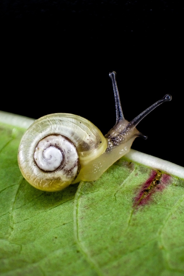 Маленькая улитка сидит на зеленом листке