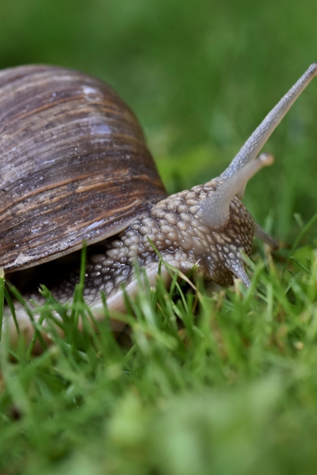 Большая улитка в зеленой траве