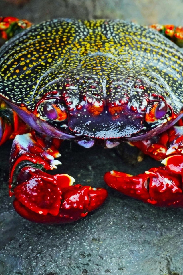 Большой краб с красными щупальцами