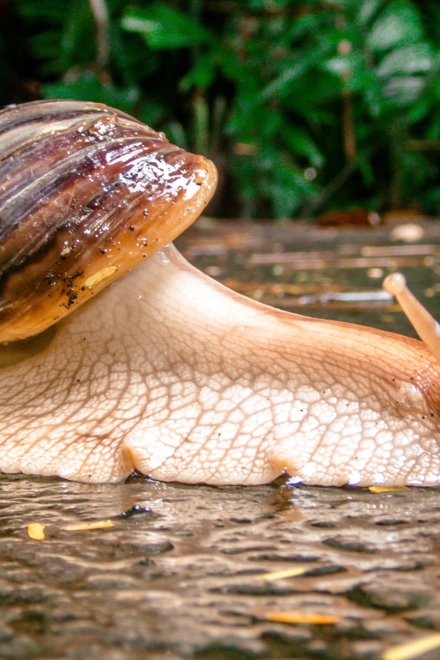 Большая садовая улитка на мокром асфальте
