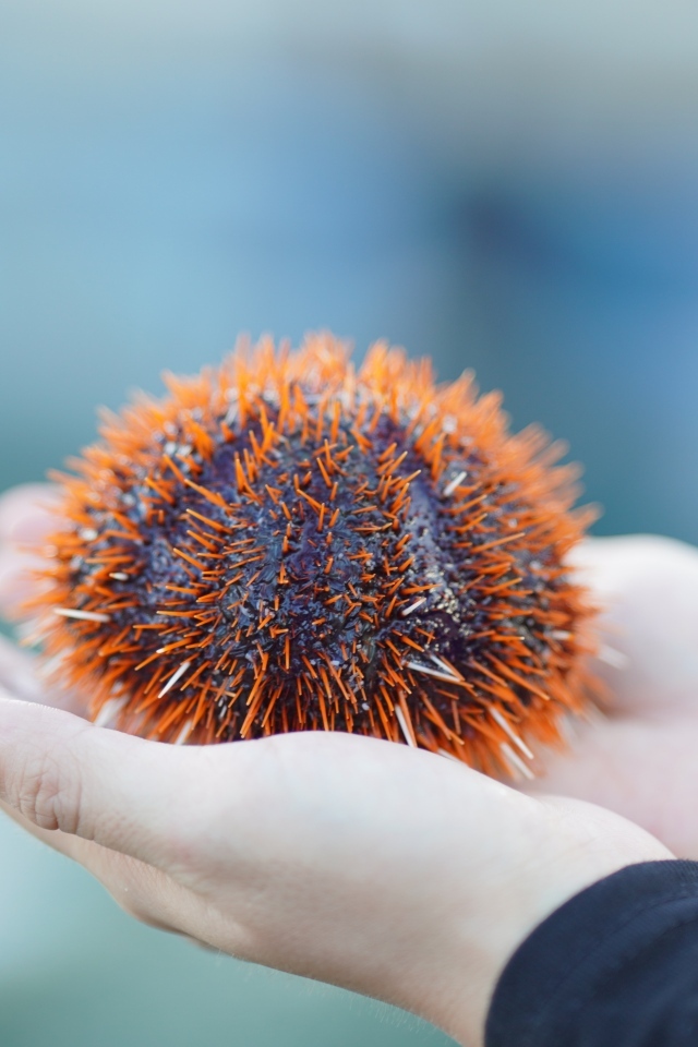 Морской еж в ладонях