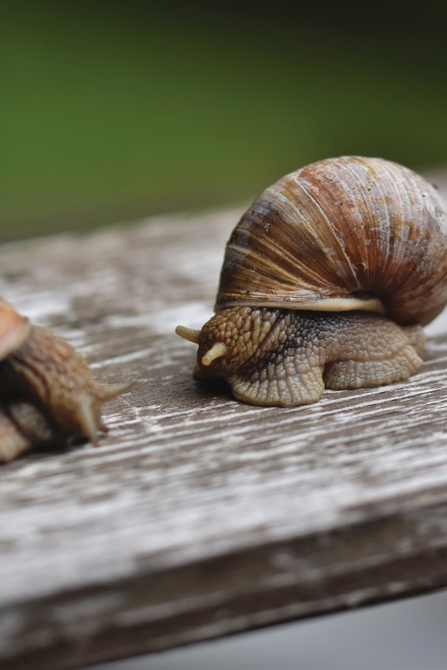 Две большие улитки сидят на доске