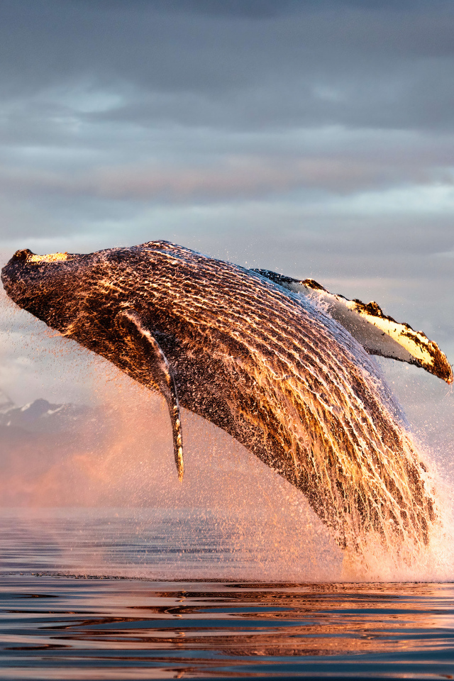 Большой кит выпрыгивает из воды в океане
