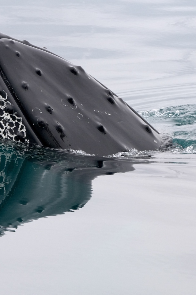 Большой кит в воде