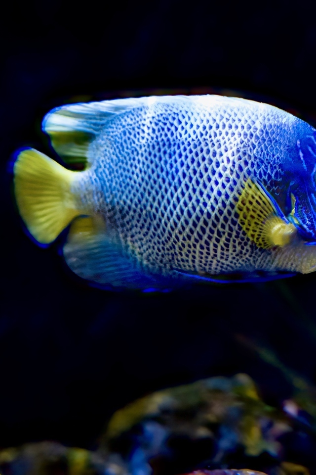 Рыба голуболицый ангел в воде
