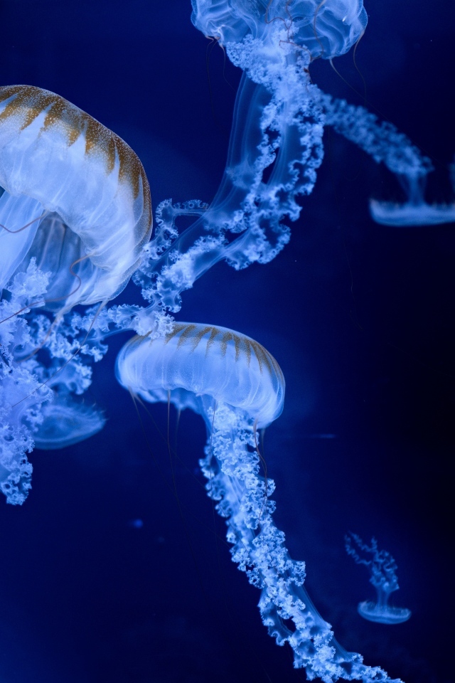 Голубые медузы на синем фоне