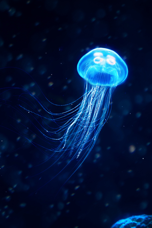 Голубая медуза плавает в темной воде