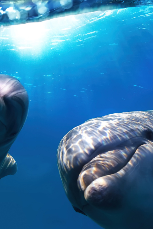 Веселые дельфины плавают в воде