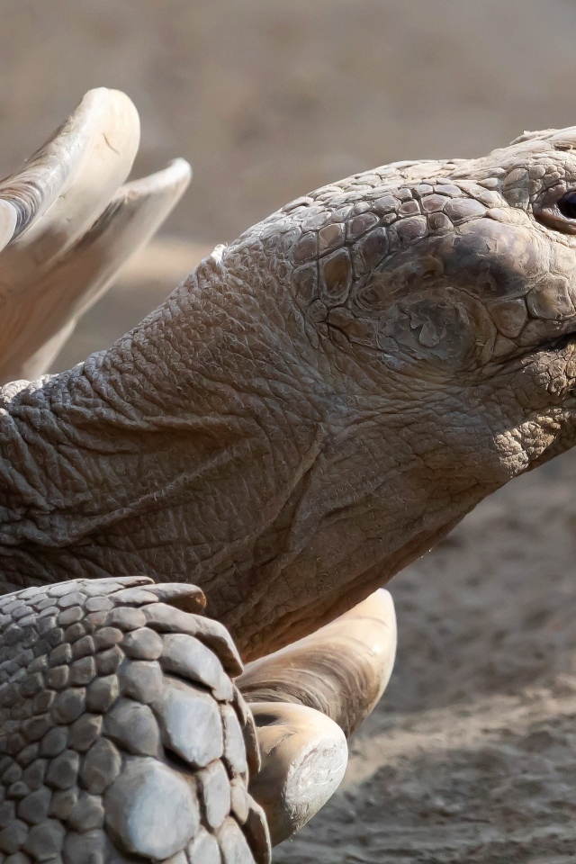 Большая шпороносная черепаха крупным планом