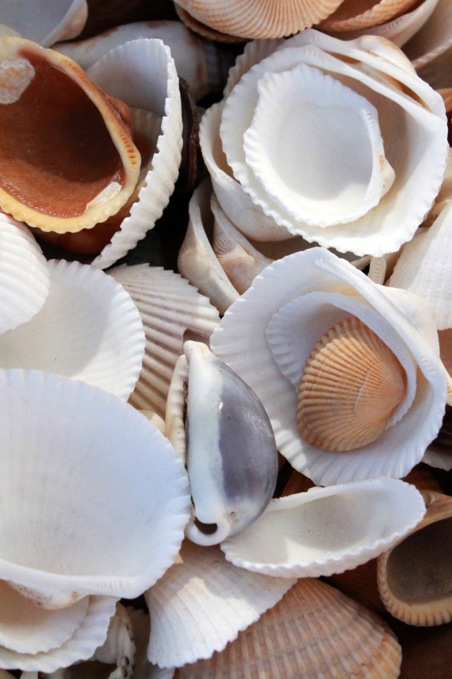 Много морских ракушек крупным планом