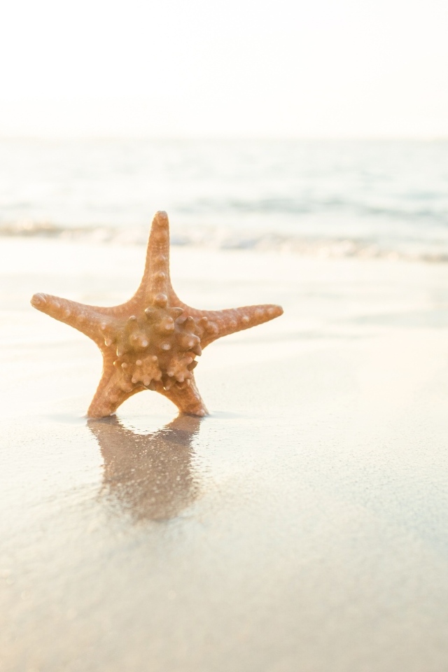 Морская звезда на мокром песке в лучах солнца на пляже