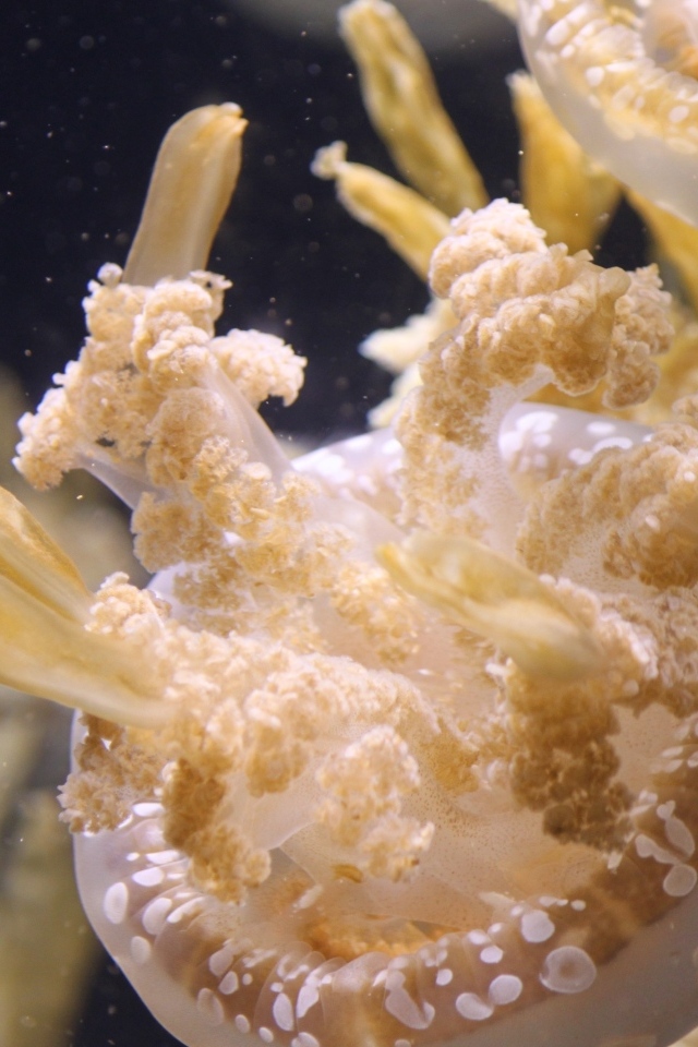 Белые медузы плавают в воде