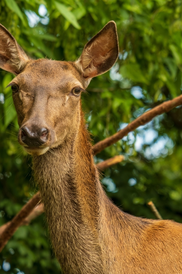 Большая коричневая олениха