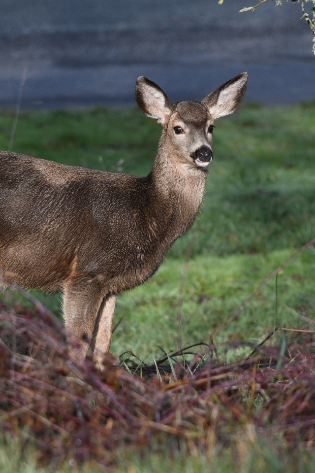 Олень стоит у дерева в лесу