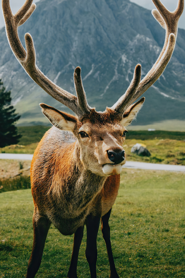 Олень с большими рогами на фоне гор